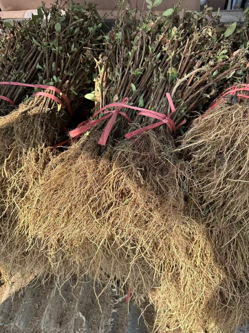 金银花苗各种品种盆栽盆景嫁接苗都有价值高包回收包售后死苗补发