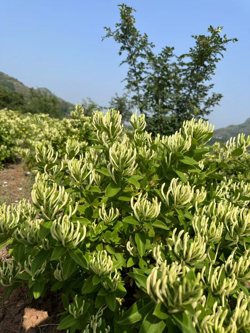 金银花苗各种品种盆栽盆景嫁接苗都有价值高包回收包售后死苗补发