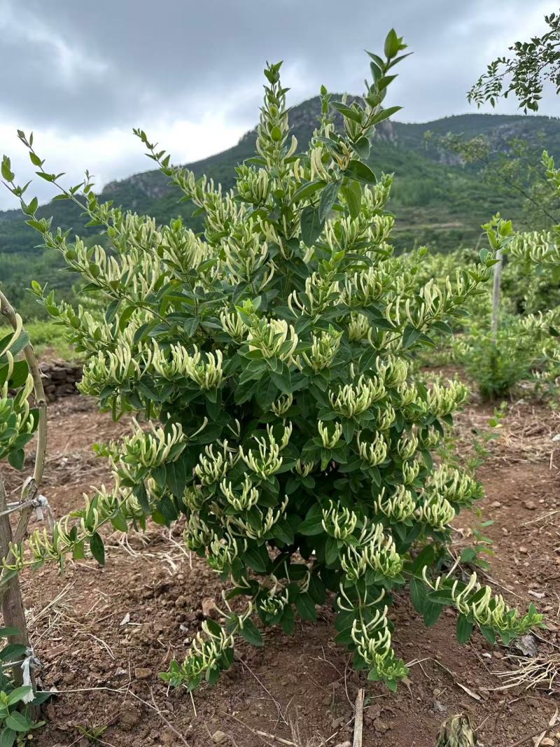 金银花苗各种品种盆栽盆景嫁接苗都有价值高包回收包售后死苗补发
