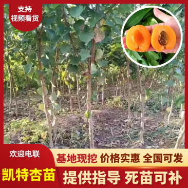 凯特杏苗保证品种提供技术指导现场定植结果多卖相好果子卖相好