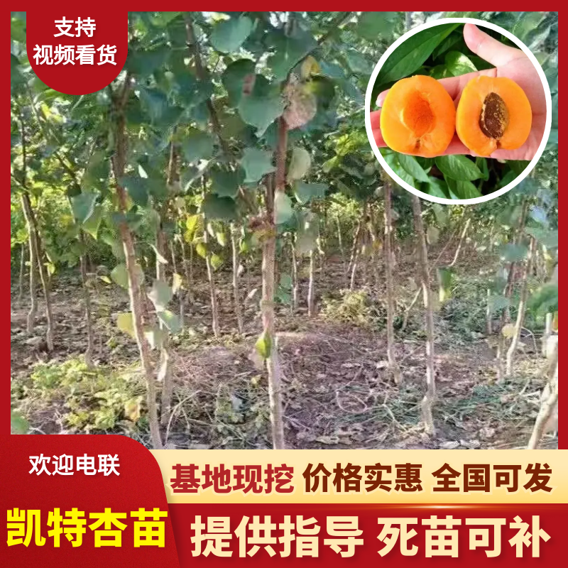 凯特杏苗保证品种提供技术指导现场定植结果多卖相好果子卖相好