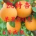 凯特杏苗保证品种提供技术指导现场定植结果多卖相好果子卖相好