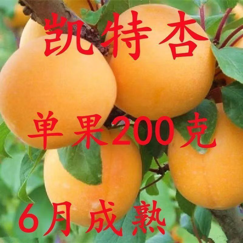 凯特杏苗保证品种提供技术指导现场定植结果多卖相好果子卖相好