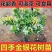 大产区四季金银花苗全年有货常年包回收提供资料简单易上手