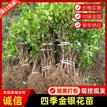 大产区四季金银花苗全年有货常年包回收提供资料简单易上手
