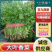 【精品大叶香菜/山东香菜】基地直供/产地直发/可全国发货