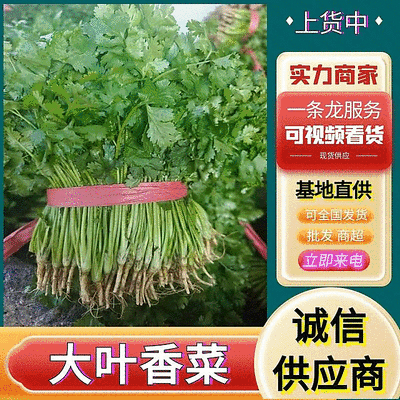【精品大叶香菜/山东香菜】基地直供/产地直发/可全国发货