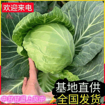 《甘蓝菜/中甘甘蓝》山东甘蓝/基地代发全国/欢迎来电洽谈