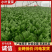 菏泽高杆菠菜不烧心烧边支持预打冷不烧心支持打冷提供纸箱
