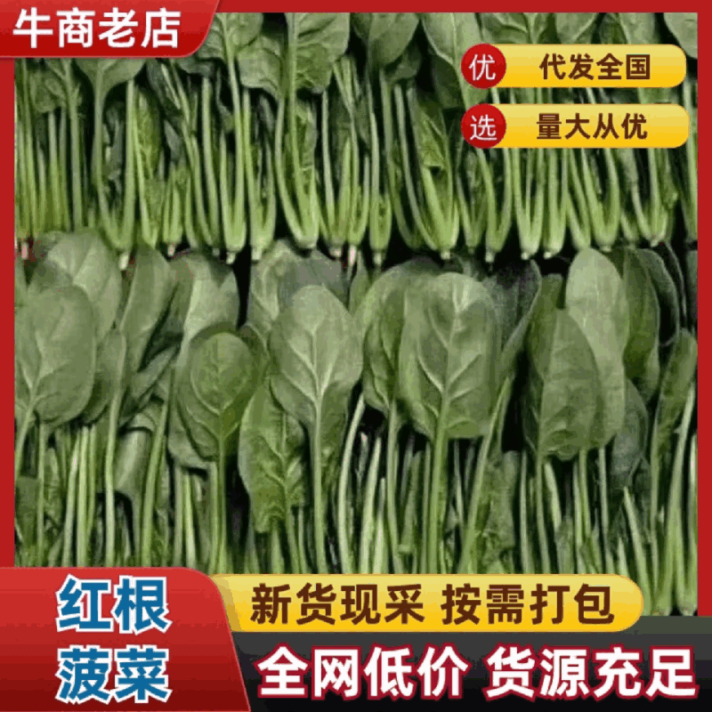 黑叶菠菜无病虫害无虫眼卖相好耐运输耐储存全国接单货量大运
