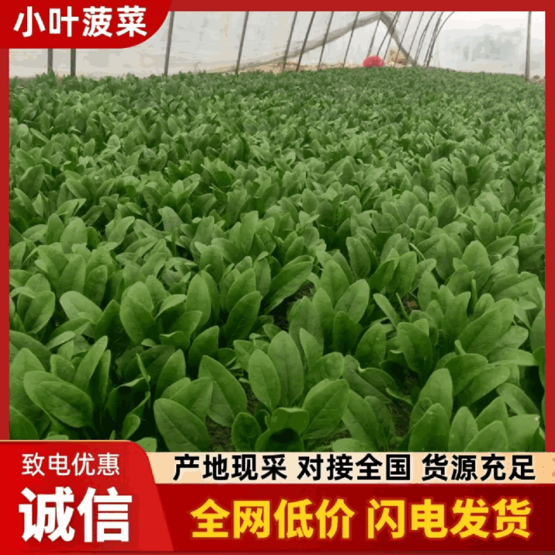 山东菏泽大叶菠菜鲜嫩翠绿无烧边黄叶少干净土少可以打捆冷库