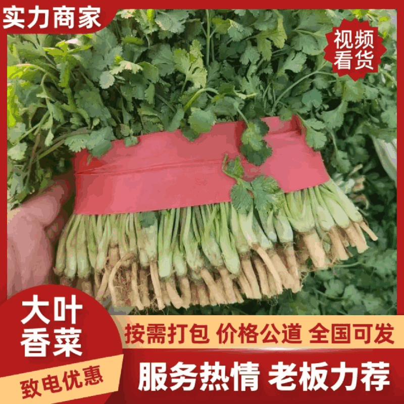 大叶香菜现挖现发现货供应地头看货挑货相中装车接批发餐饮商