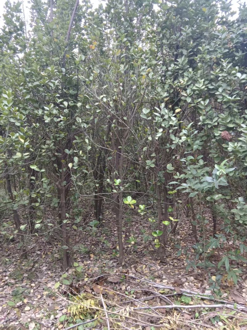 北海道黄杨大苗基地直发品质保证诚信经营量大从优