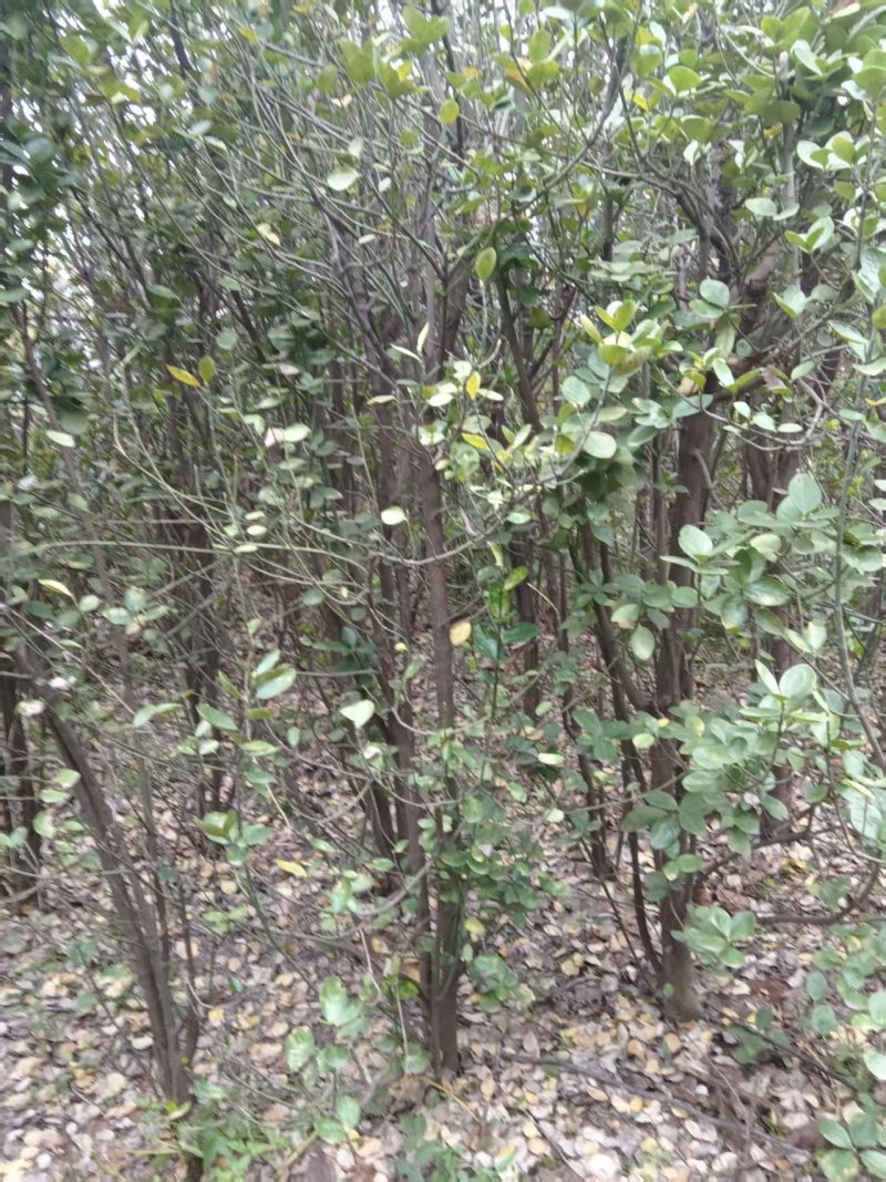 北海道黄杨大苗基地直发品质保证诚信经营量大从优