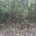 北海道黄杨大苗基地直发品质保证诚信经营量大从优
