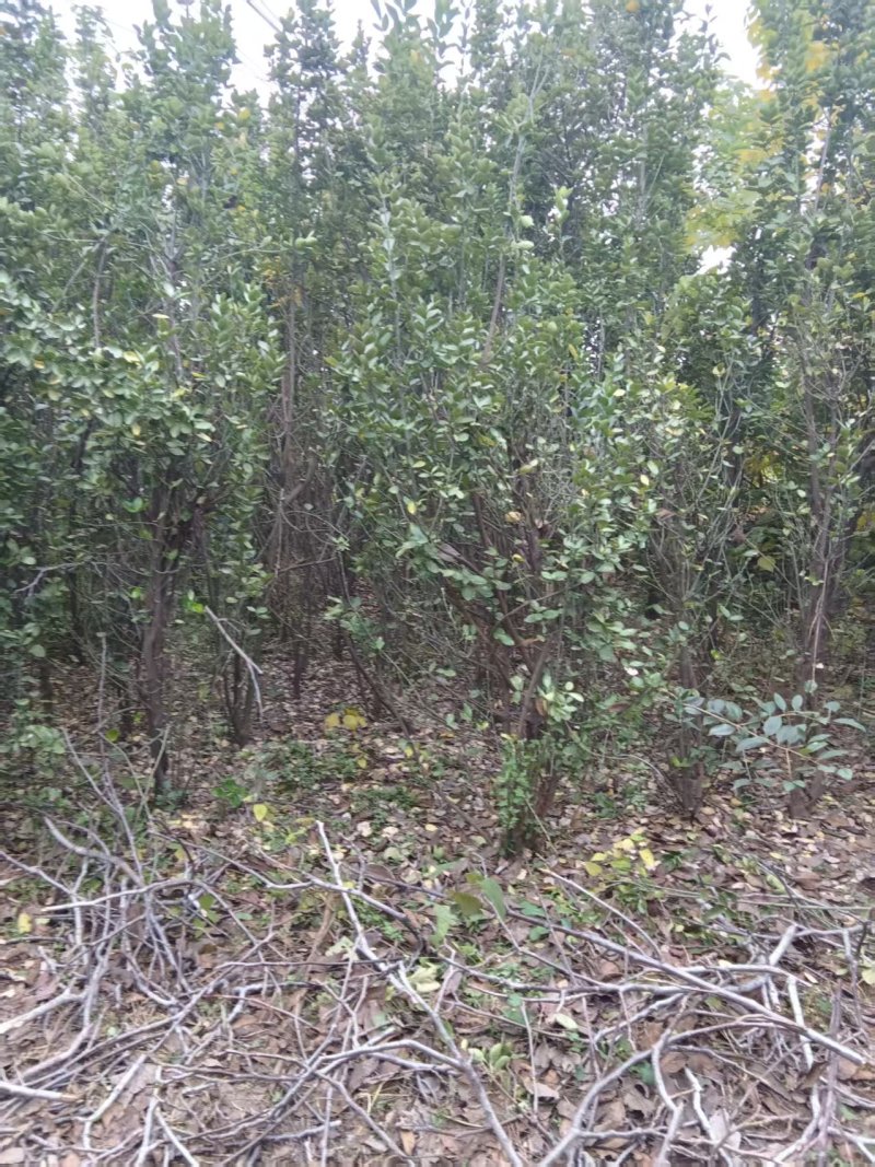 北海道黄杨大苗基地直发品质保证诚信经营量大从优