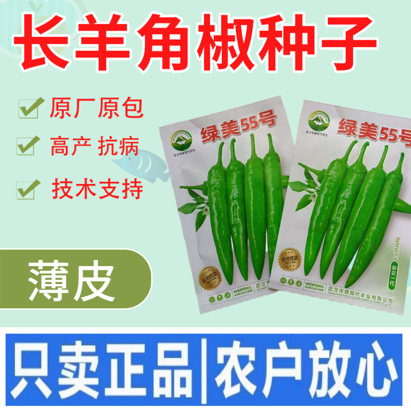 【绿美55号】薄皮羊角椒皱皮辣椒种子基地优选越夏延秋种植