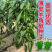 【绿美55号】薄皮羊角椒皱皮辣椒种子基地优选越夏延秋种植