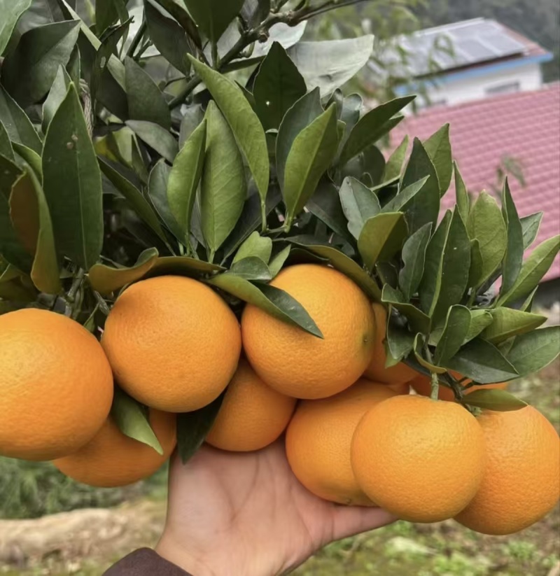 九月红脐橙