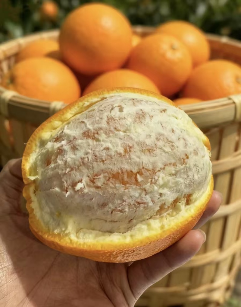 长虹脐橙