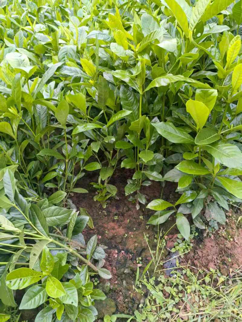 药用黄栀子苗基地直供规格齐全可视频看货欢迎咨询