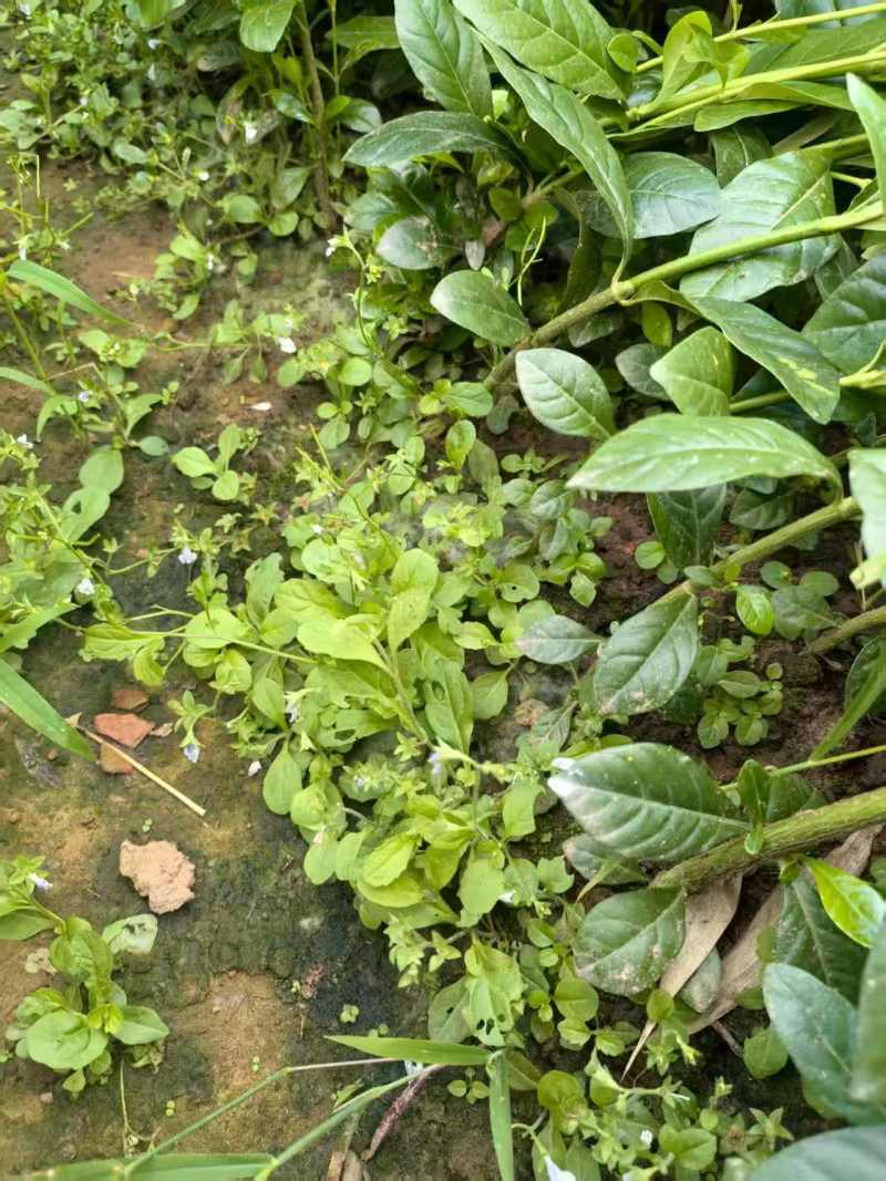 药用黄栀子苗基地直供规格齐全可视频看货欢迎咨询