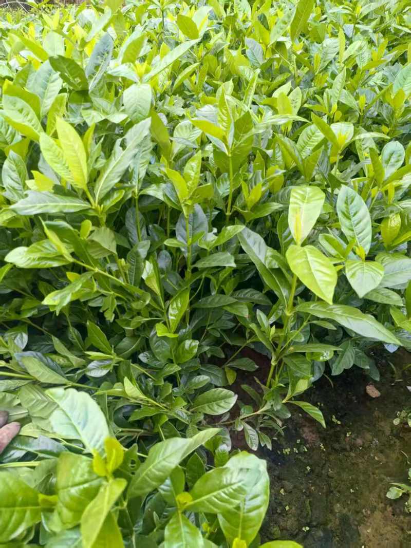 药用黄栀子苗基地直供规格齐全可视频看货欢迎咨询