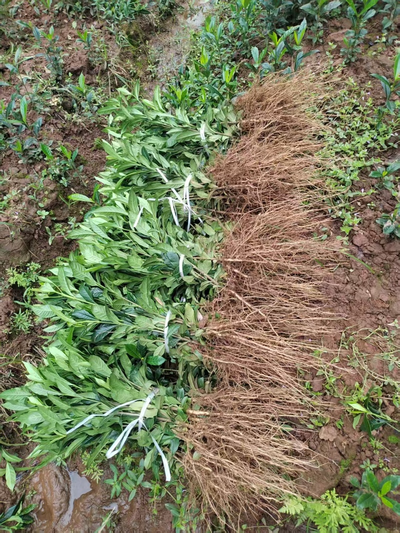药用黄栀子苗基地直供规格齐全可视频看货欢迎咨询