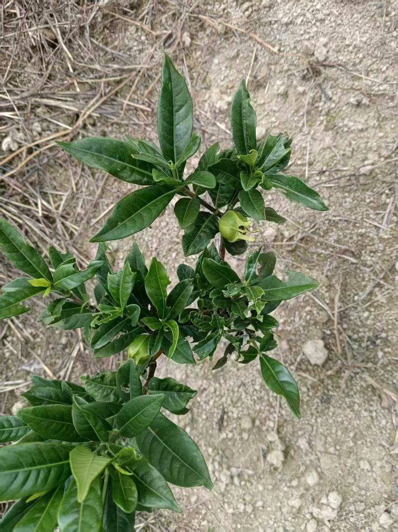 药用黄栀子苗基地直供规格齐全可视频看货欢迎咨询
