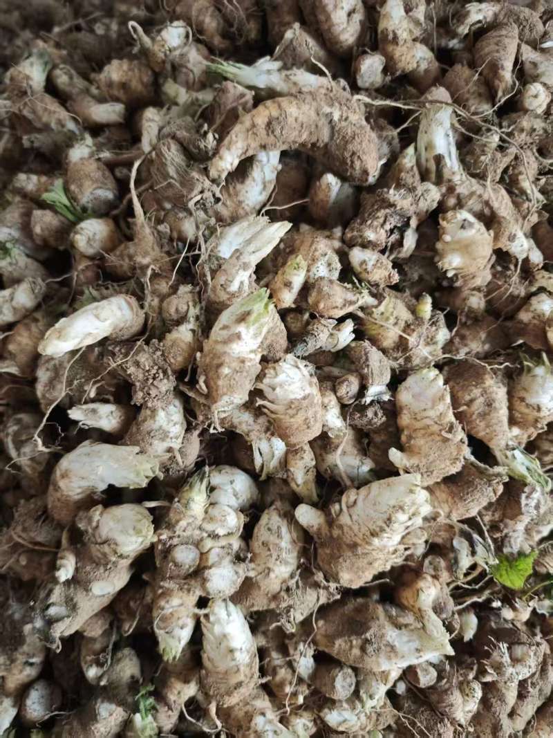 玄参，玄参芽头，随行就市支持视频看货，可发往全国市场！