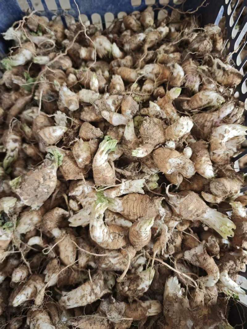 玄参，玄参芽头，随行就市支持视频看货，可发往全国市场！
