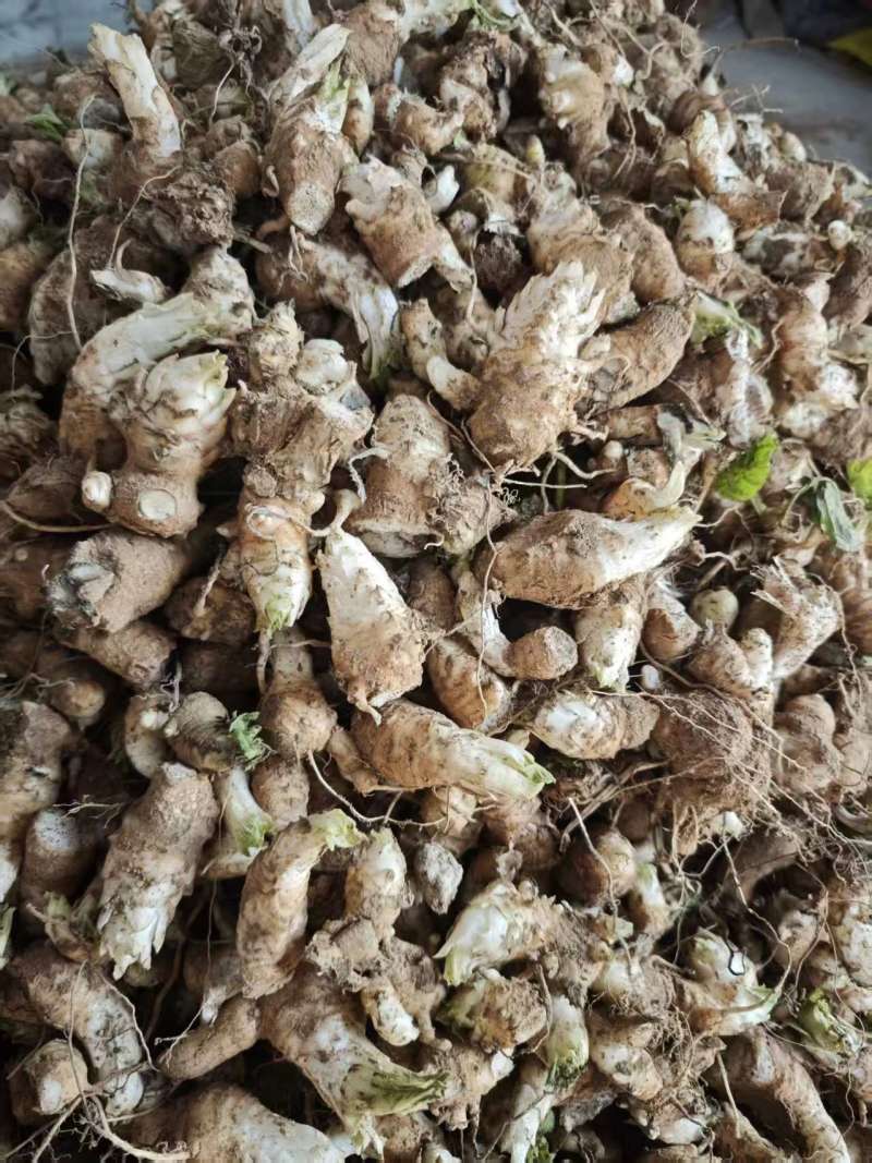 玄参，玄参芽头，随行就市支持视频看货，可发往全国市场！