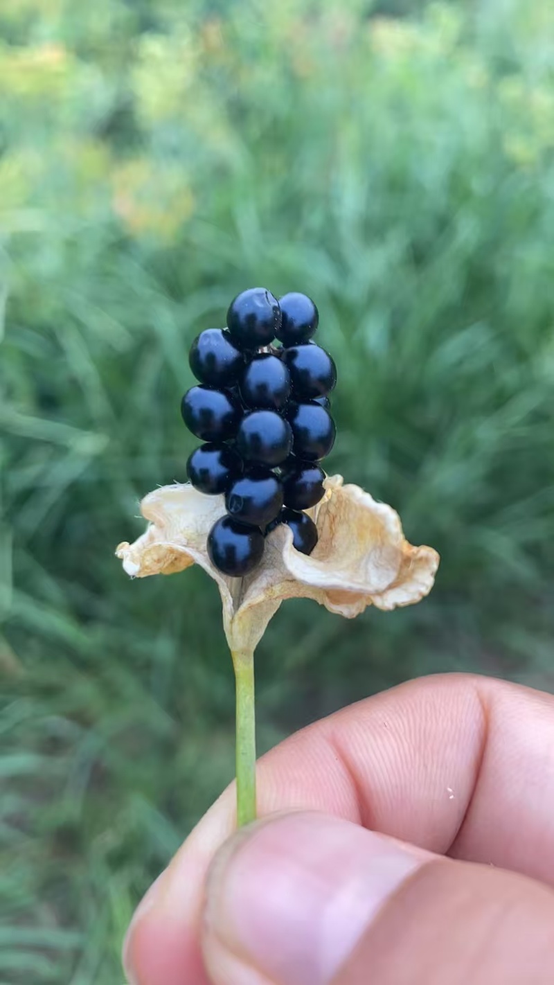 射干籽，射干根茎，中药基地，全品类代发诚信经营