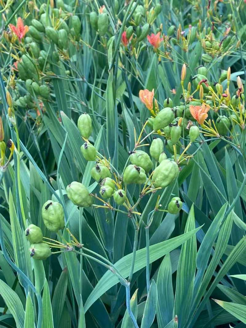 射干籽，射干根茎，中药基地，全品类代发诚信经营