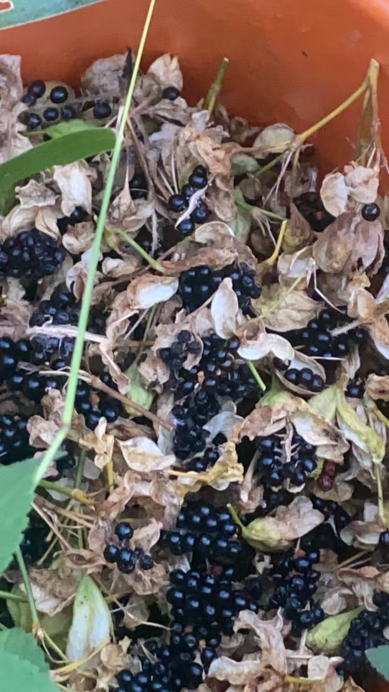射干籽，射干根茎，中药基地，全品类代发诚信经营