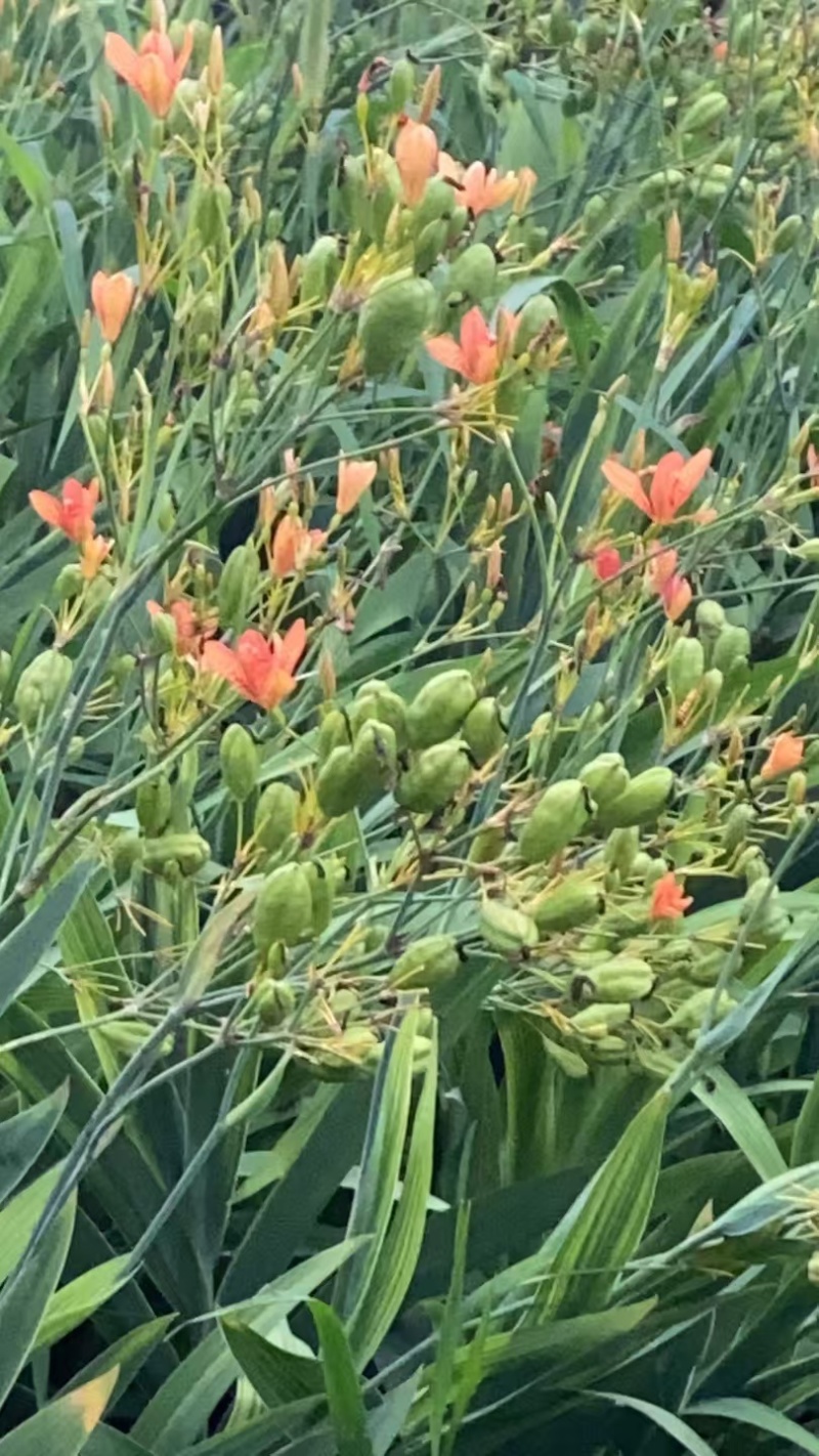 射干籽，射干根茎，中药基地，全品类代发诚信经营