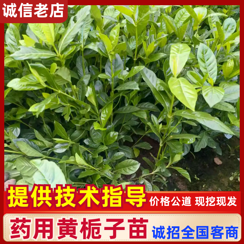 药用黄栀子苗基地直供规格齐全可视频看货欢迎咨询
