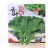 香叶饺子菜种子脆嫩清香高产川崎香菜