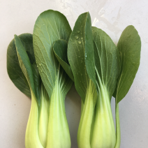 山东常年供应精品小油菜/上海青/物美价廉/诚信经营/量大价优