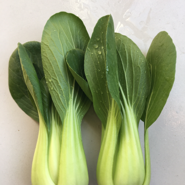 山东常年供应精品小油菜/上海青/物美价廉/诚信经营/量大价优
