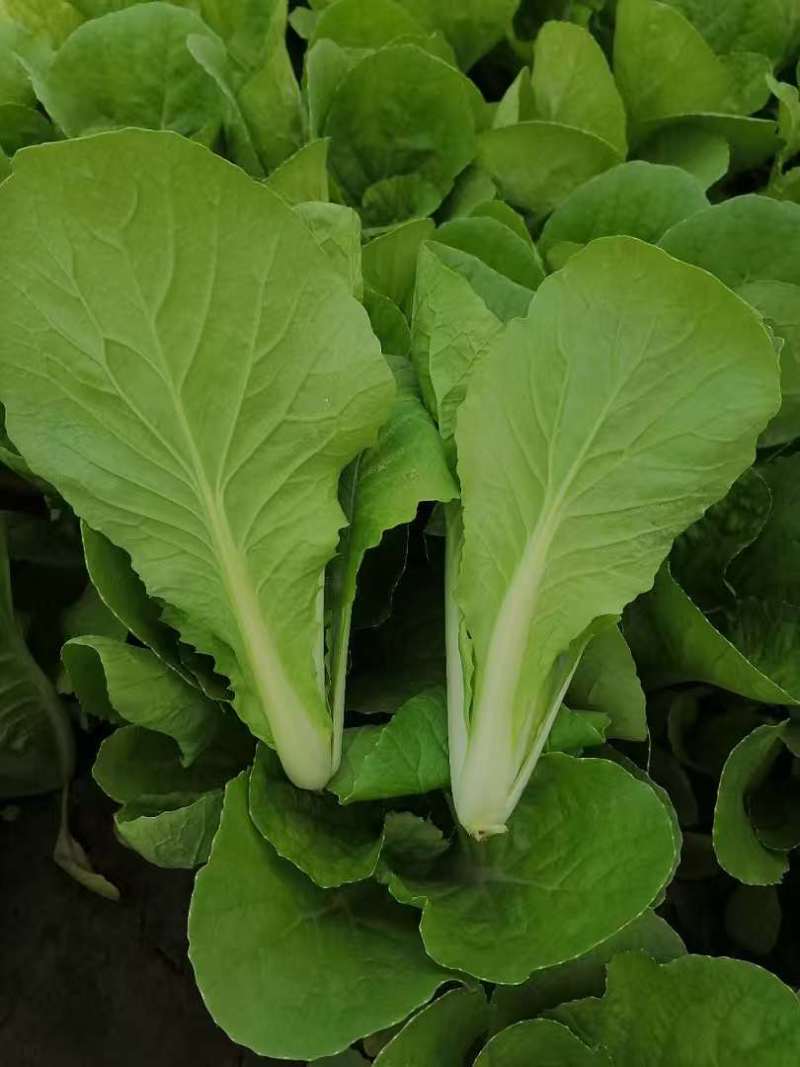山东本地常年供应精品快菜/诚信经营/量大价优/欢迎咨询