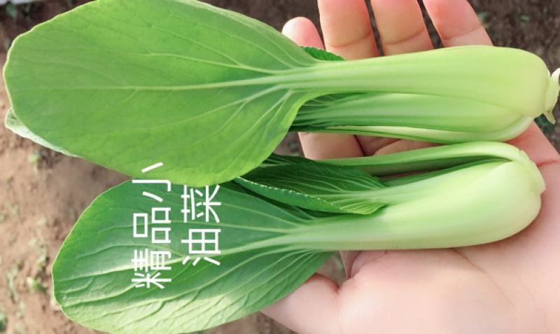 山东本地常年供应精品小油菜/物美价廉/诚信经营/量大价优