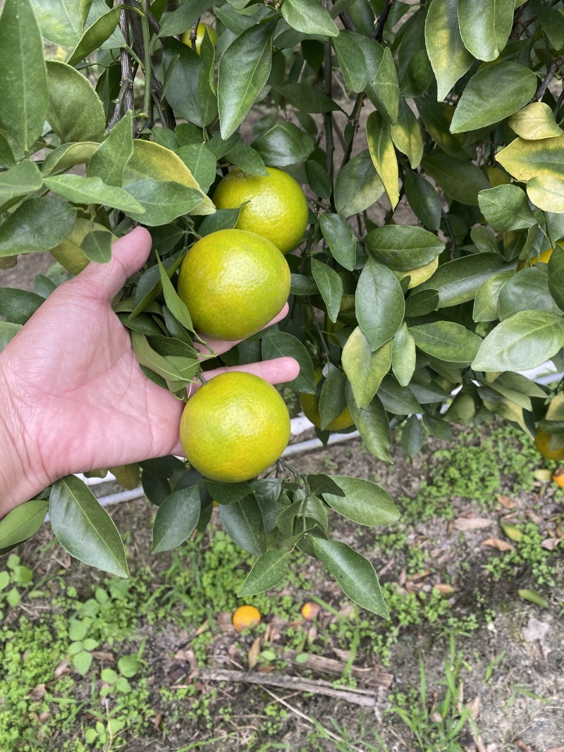 德庆皇帝柑，青果时，皮薄多汁，清甜爽口