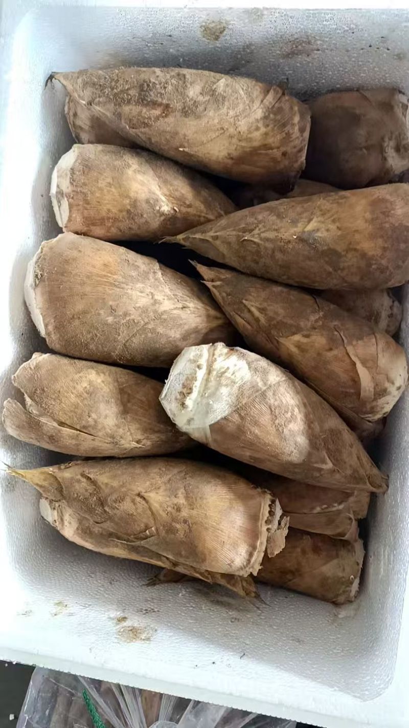 精品冬笋大量供应对接全国市场商超社区团购欢迎来电