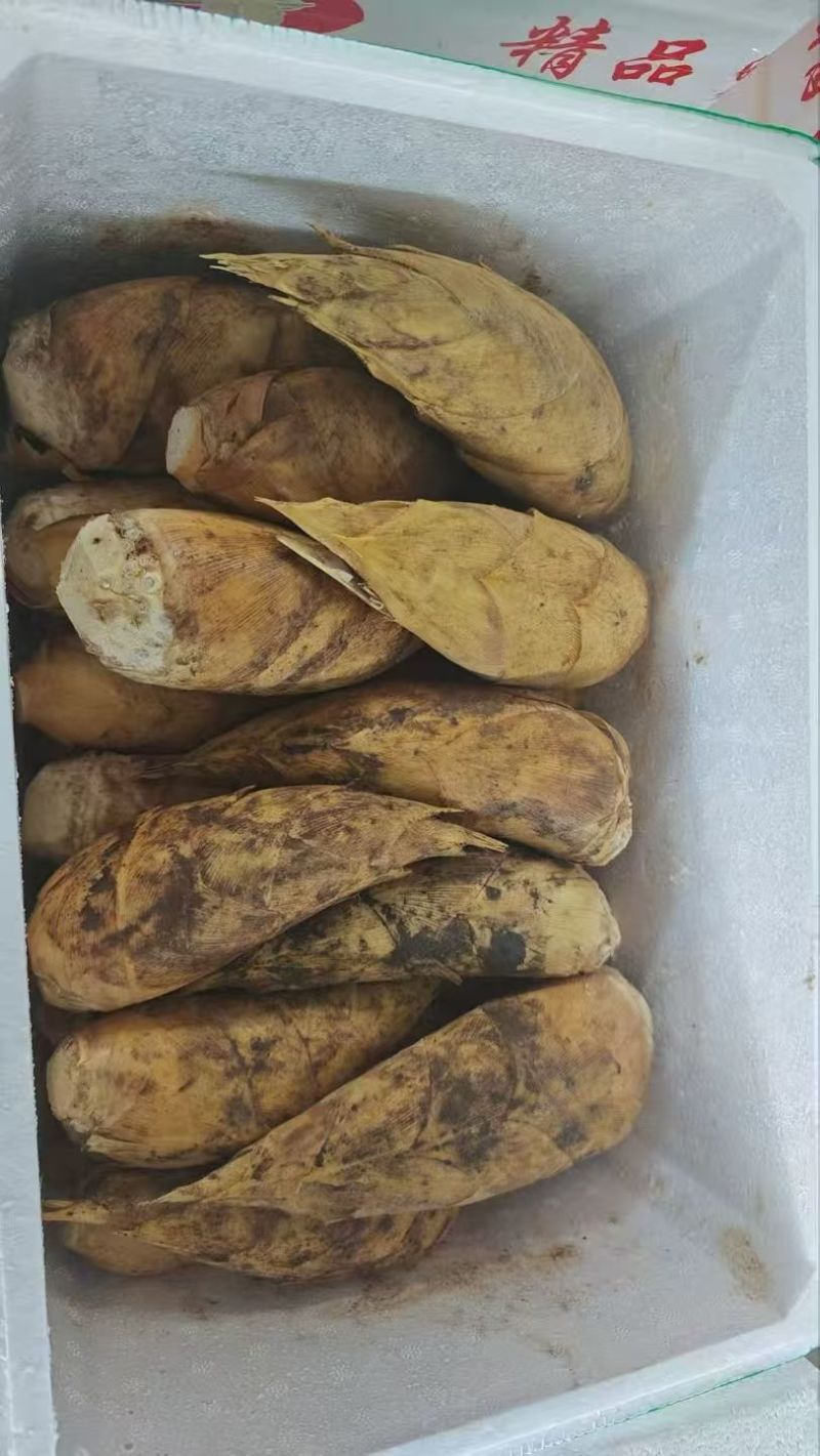 精品冬笋大量供应对接全国市场商超社区团购欢迎来电