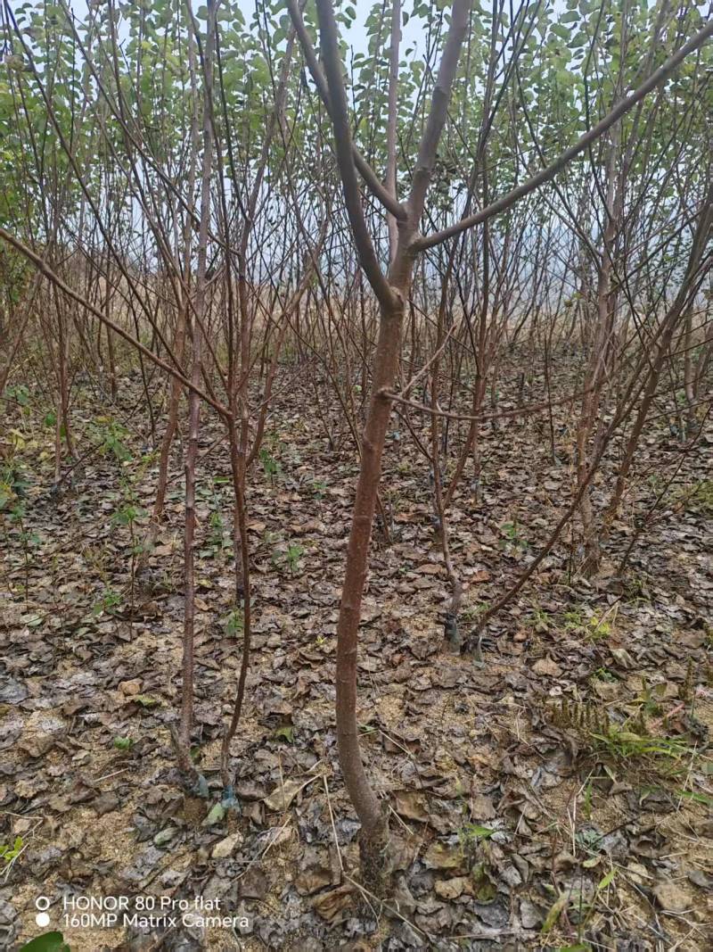 杏树苗，有珍珠油，荷兰香蜜杏，芒果杏