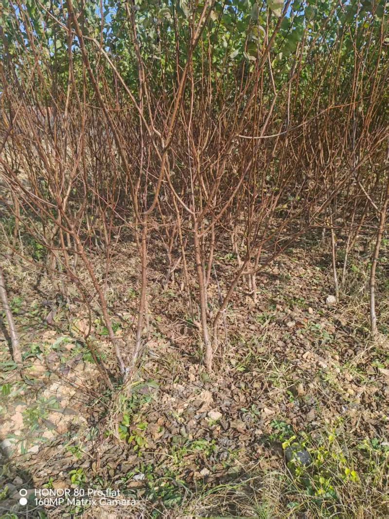 【杏树苗】山东新泰珍珠油杏苗产地直发优质壮苗易成活