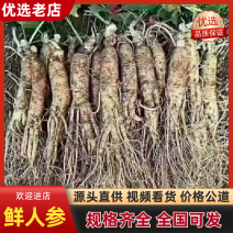 长白山鲜参大中小规格齐全批发零售，支持线上保障交易