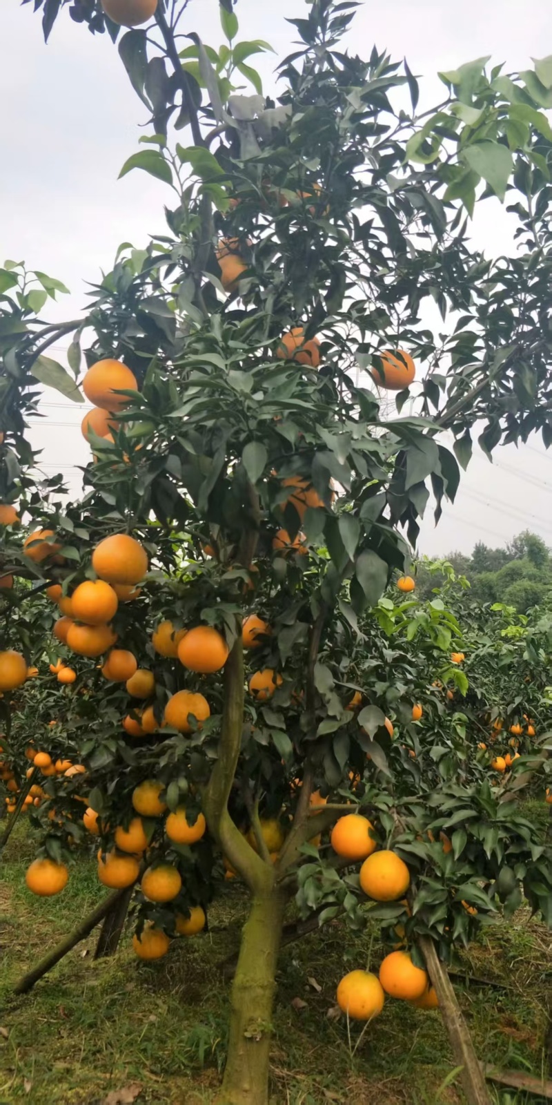 爱媛橙，批发，对接全国档口商超市场电商，保质保量