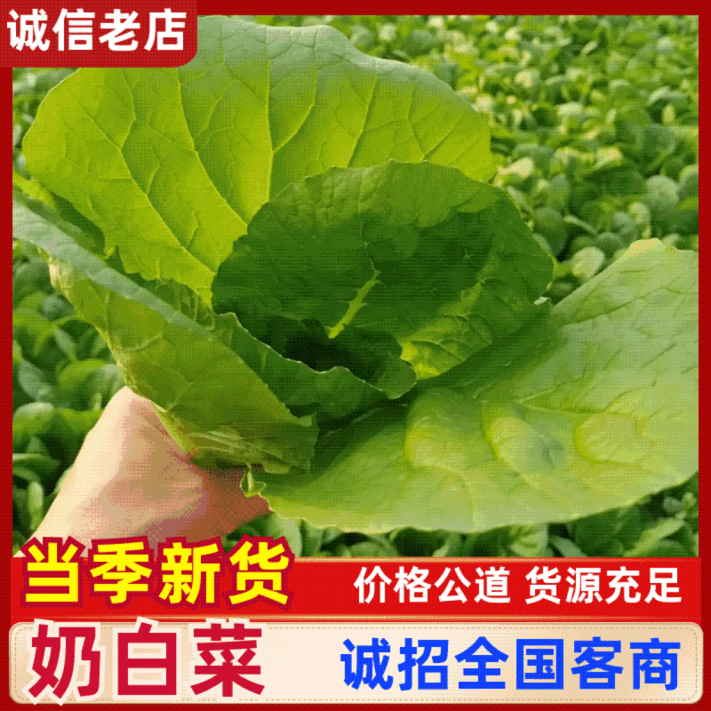 山东菏泽曹县快菜产地直发代收代发视频看货全国发货